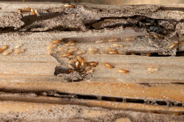 Reliable Brent, AL Pest Control Solutions